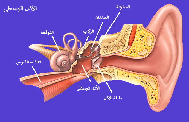 الاذن الوسطى التهاب تعرف على