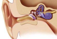 رسم تشريحي لأجزاء الأذن الداخلية
