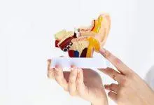 نموذج ثلاثي الأبعاد لأذن الإنسان