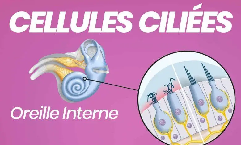 cellules ciliees