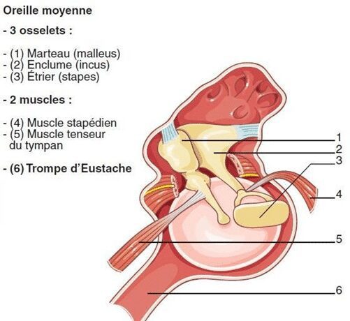 muscles de l'oreille moyenne