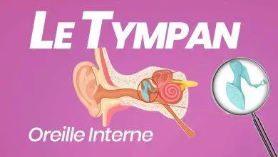 tympan anatomie