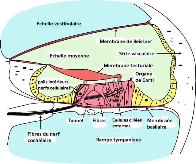 organe de corti