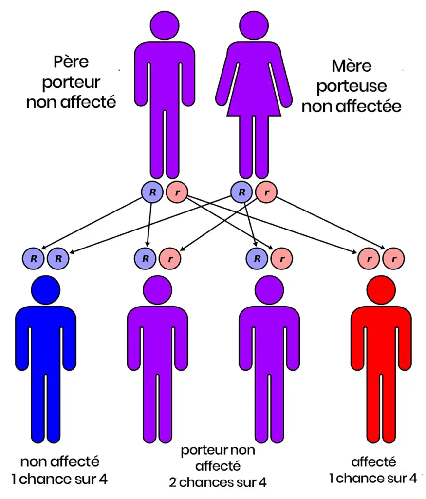 Diagramme héritage génétique récessif