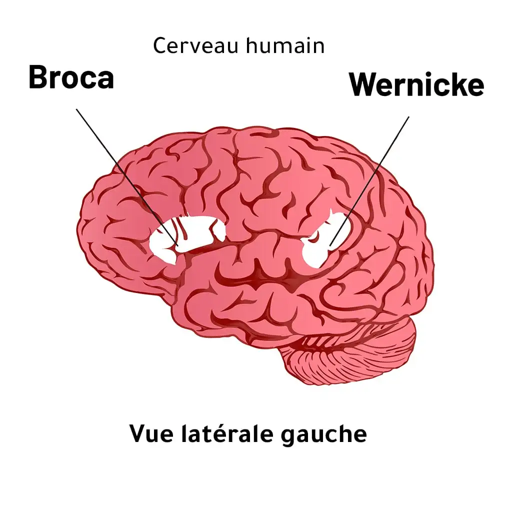 Illustration du cerveau humain avec zones Broca et Wernicke.