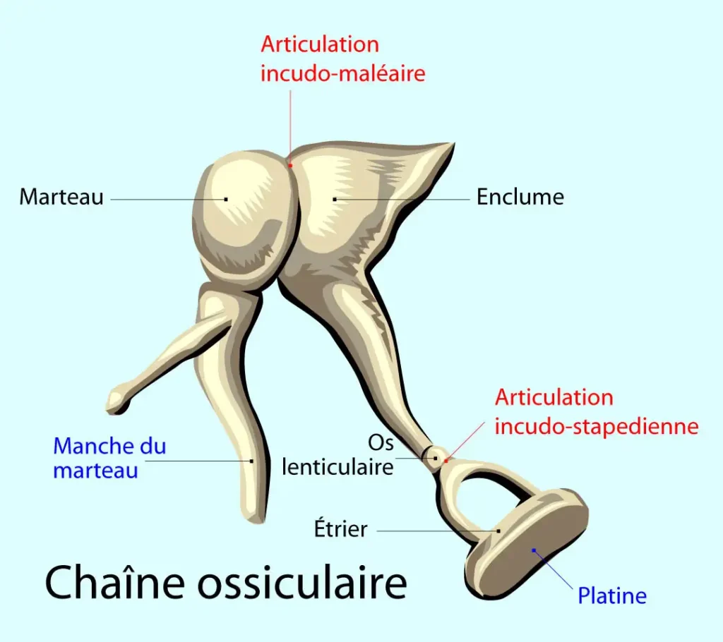 Schéma de l'oreille moyenne ossiculaires.