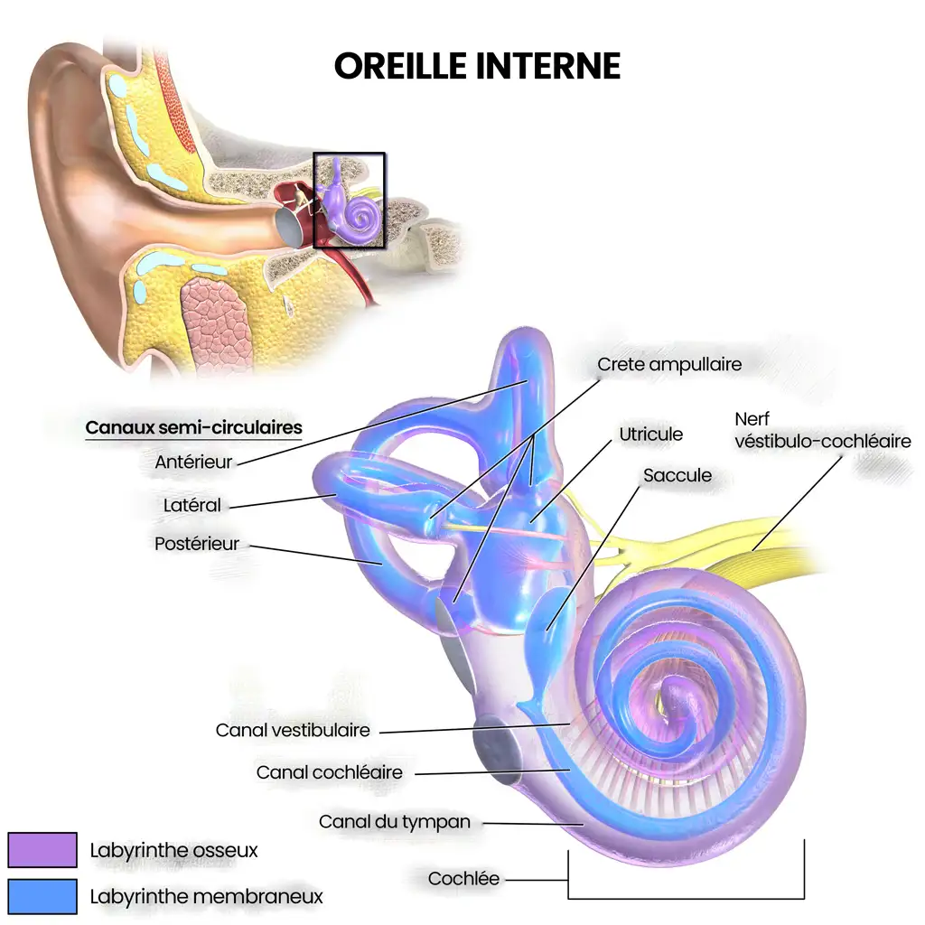 Diagramme anatomique de l'oreille interne humaine.