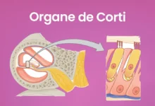 Illustration de l'organe de Corti dans l'oreille.