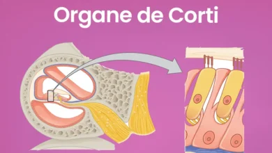 Illustration de l'organe de Corti dans l'oreille.