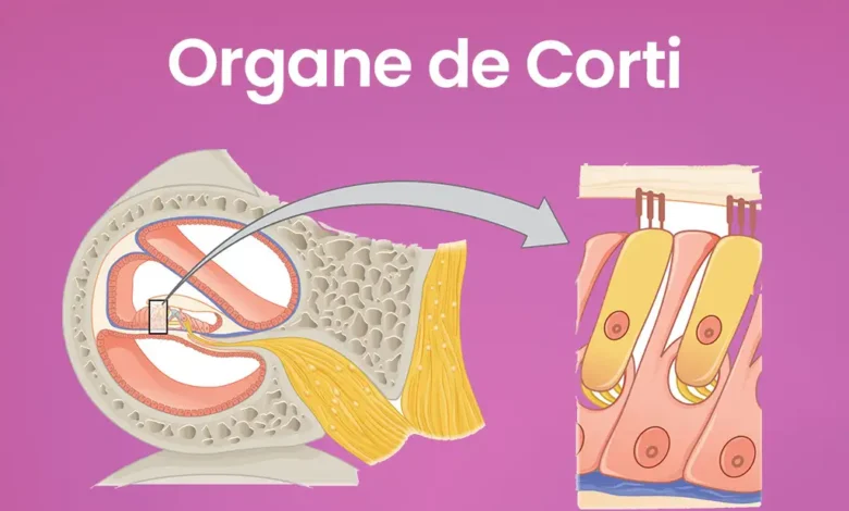 Illustration de l'organe de Corti dans l'oreille.