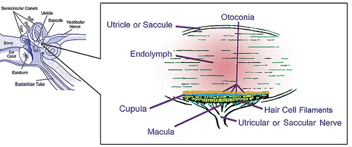 Diagramme de l'anatomie de l'oreille interne humaine.