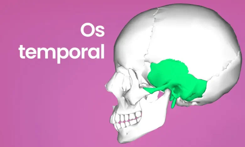 Illustration de l'os temporal sur un crâne humain