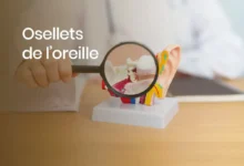 Maquette d'oreille avec loupe et osselets visibles.