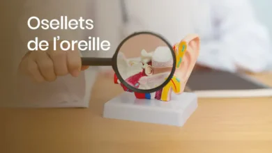 Maquette d'oreille avec loupe et osselets visibles.