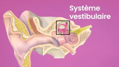 Diagramme du système vestibulaire humain