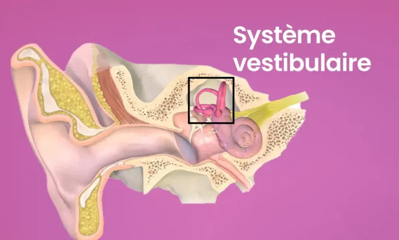 Diagramme du système vestibulaire humain