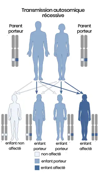 Schéma de transmission autosomique récessive avec porteurs.